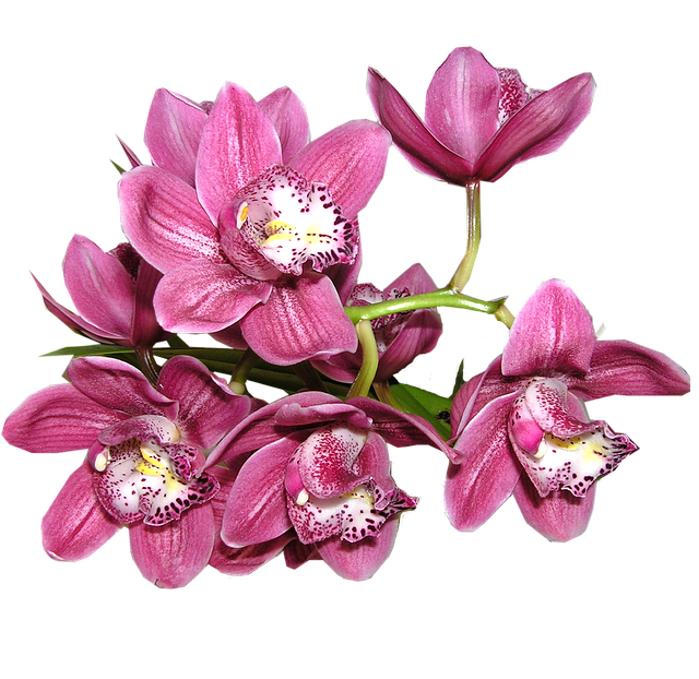 růžové květy orchideje