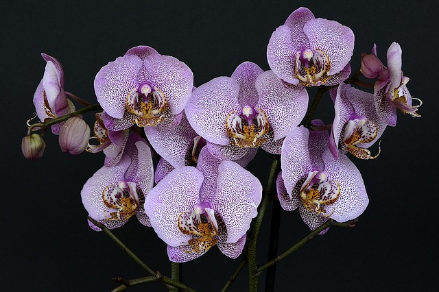 bílo fialová orchidej
